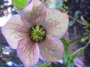 �N���X�}�X���[�Y