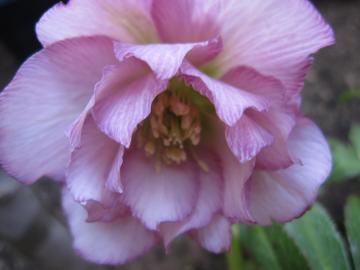 �N���X�}�X���[�Y