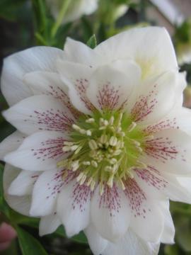 �N���X�}�X���[�Y