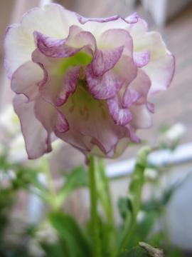 �N���X�}�X���[�Y