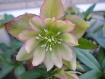 �N���X�}�X���[�Y