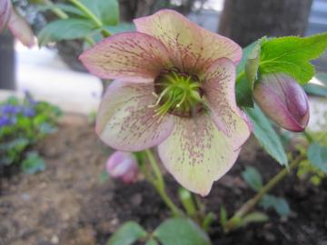 �N���X�}�X���[�Y