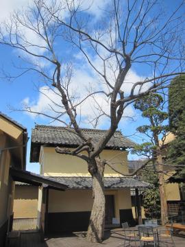 ����Ă�p�p���z�{