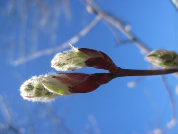 �W�����x���[�̐V��