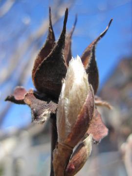 �q���V�����̐V��