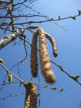 �����̉�