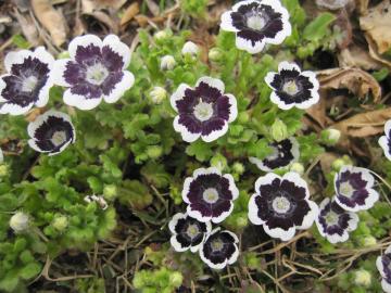 �l���q�B��