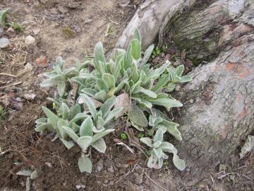 �����Y�C���[