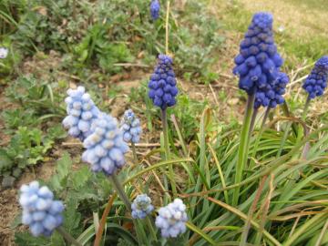 ���X�J��