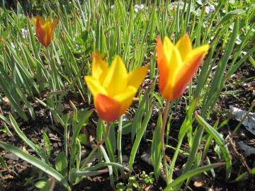 �`���[���b�v�@�N���V�A�i�E�N���T���T