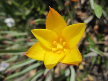 �`���[���b�v�@�N���V�A�i�E�N���T���T