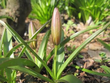 ����`���[���b�v�E�_���_