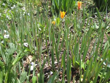 �N���T���T