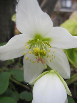 �N���X�}�X���[�Y