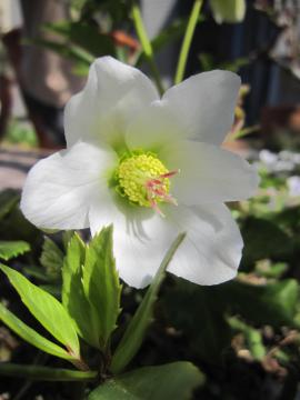 �N���X�}�X���[�Y