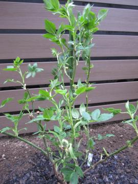 �s�G�[���}�_���I�W�F