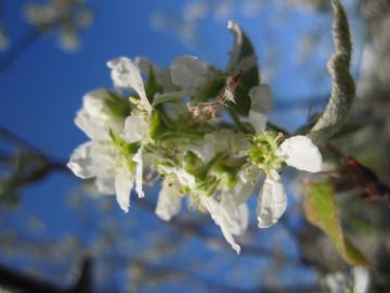 �W�����x���[�̉�