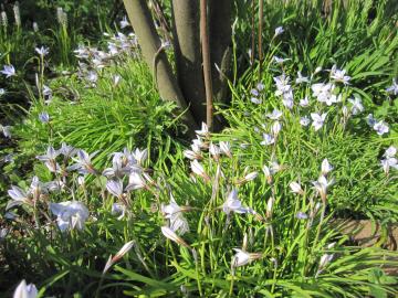 �W�����x���[�̖؂̉�