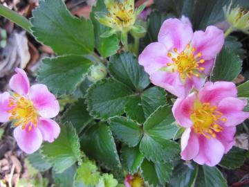 �C�`�S�̉�