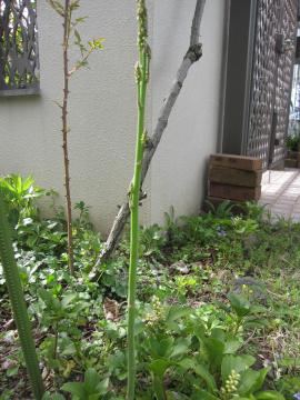 �A�X�p���K�X