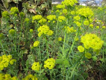 ���[�z���r�A