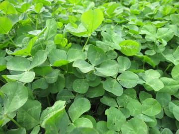 �N���[�o�[