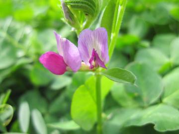 �J���X�m�G���h�E