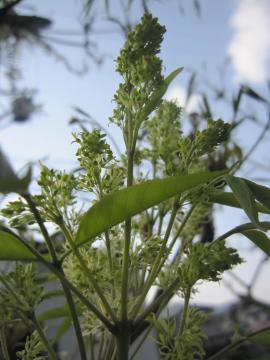 �A�I�_���̉�