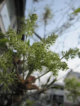 �A�I�_���̉�