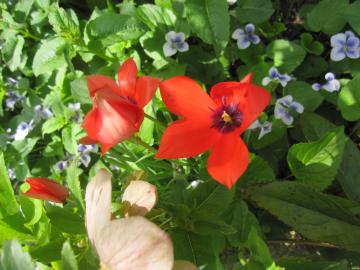 �`���[���b�v�E�N���}�`�X�E�X�~��