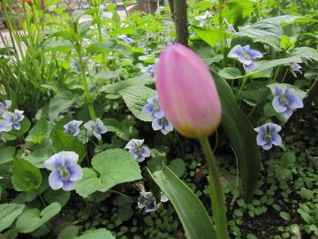 ����`���[���b�v