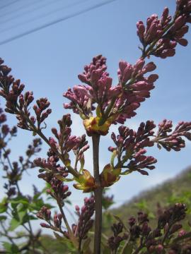 ���C���b�N