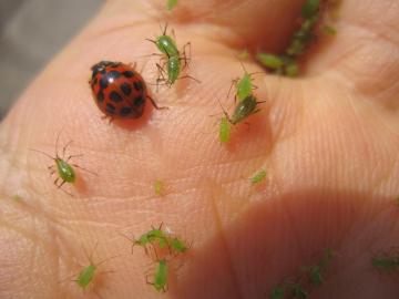 �Ă�Ƃ����ƃA�u�����V