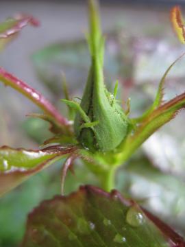 �t�����`���[�Y