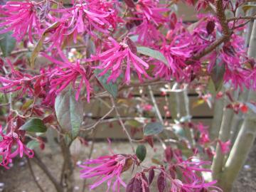 �x�j�o�i�g�L���}���T�N