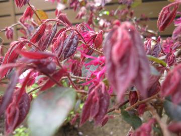 �x�j�o�i�g�L���}���T�N