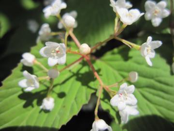 �I�g�R���E�\��