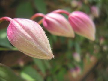 �N���}�`�X