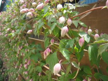 �N���}�`�X