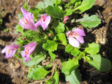 �T�M�S�P�@�s���N