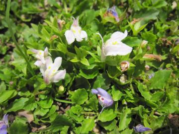 �T�M�S�P�@�z���C�g