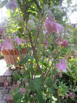 �Z�C���E�I�_�}�L