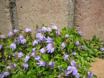 �T�M�S�P�@�u���[