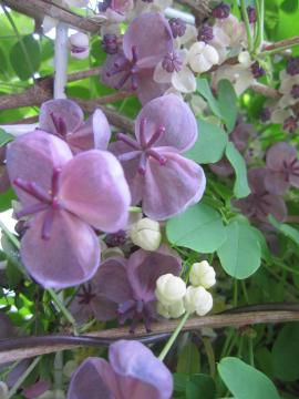 �����т̉�