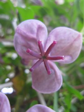 �����т̉�