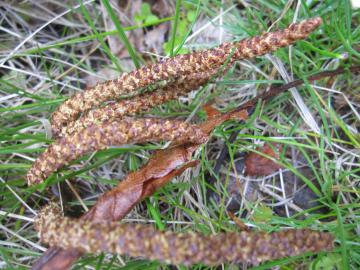 ���炩�΂̉�