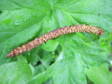 ���炩�΂̉�