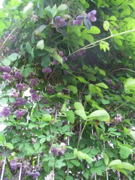 �����т̉�