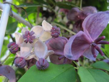 �����т̉�