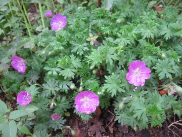 �t�E���\�E